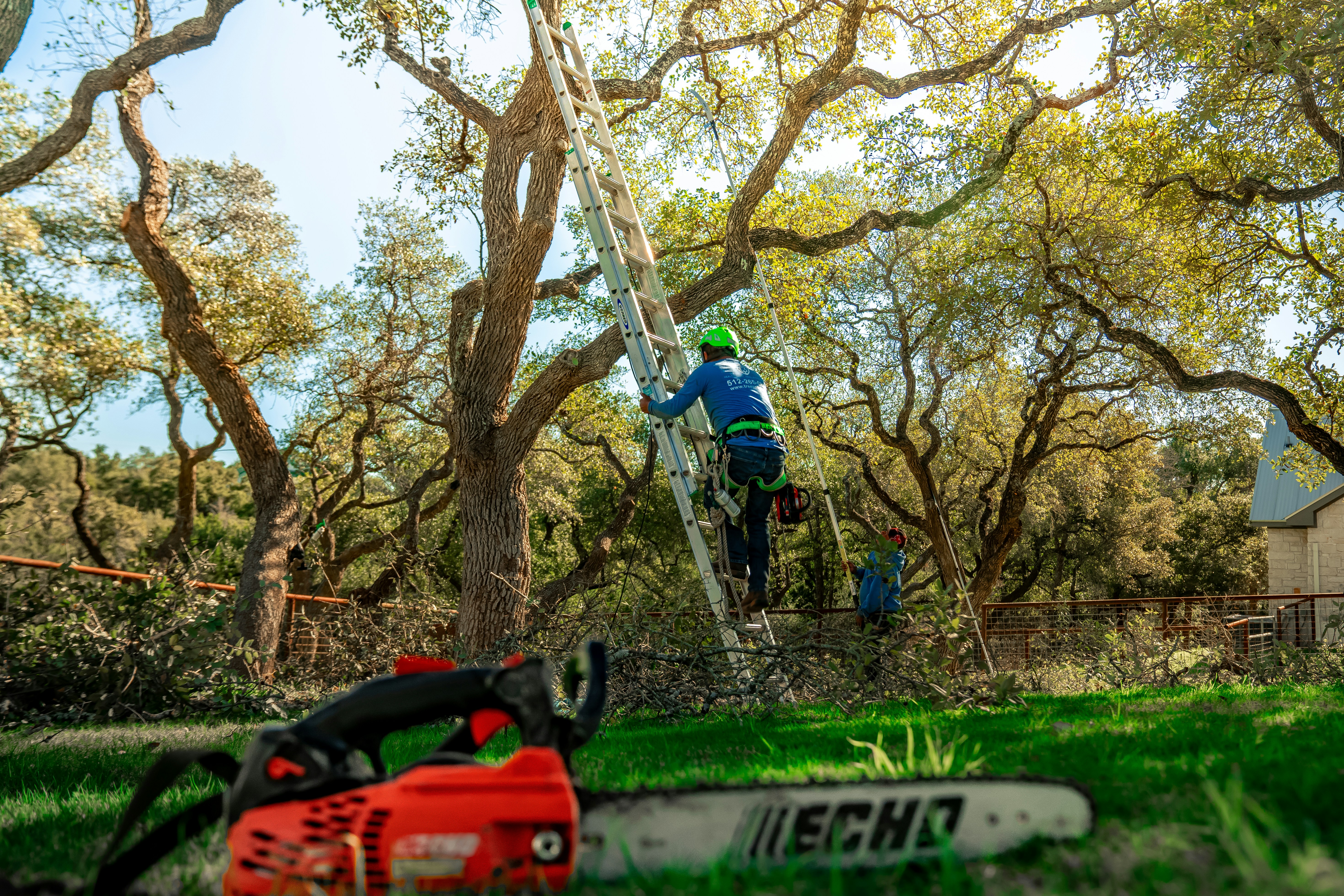 Tree Services